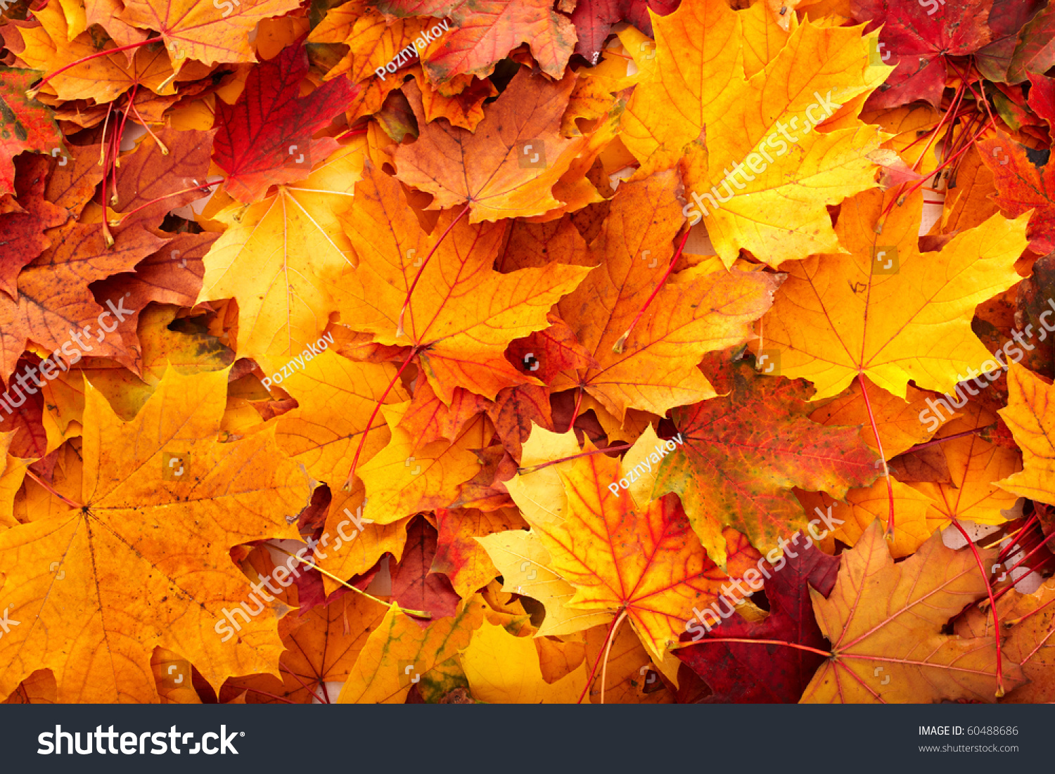 Background group autumn orange leaves. Outdoor. #60488686