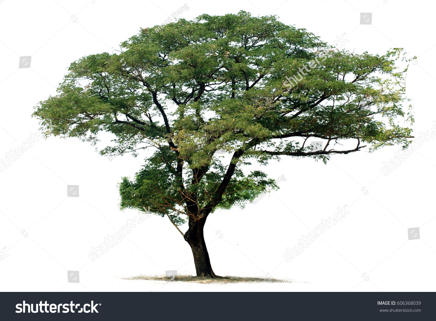 Tree isolated on a white background #606368039