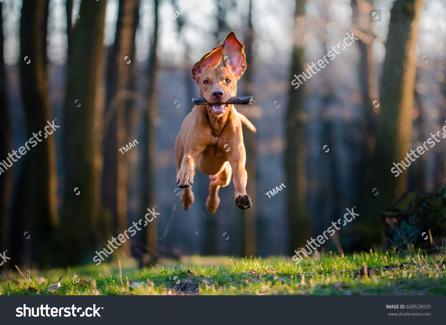Flying Hungarian pointer hound dog #608528033