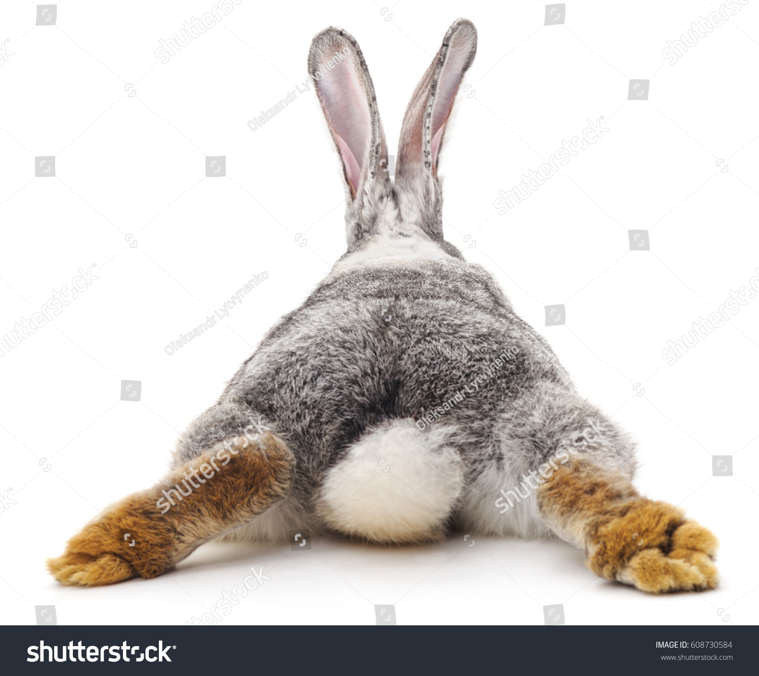 Grey rabbit isolated on a white background. #608730584