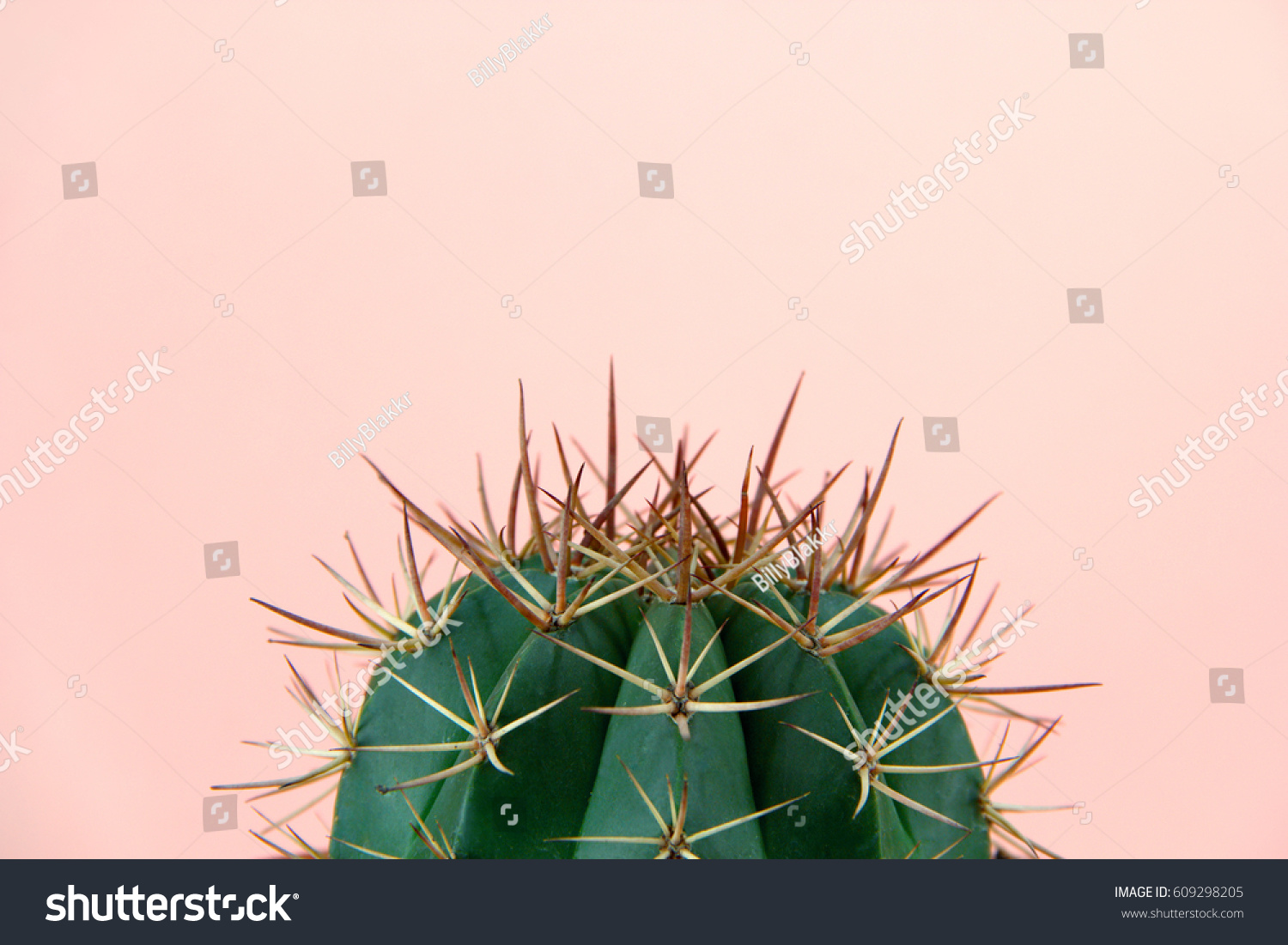 Cactus #609298205