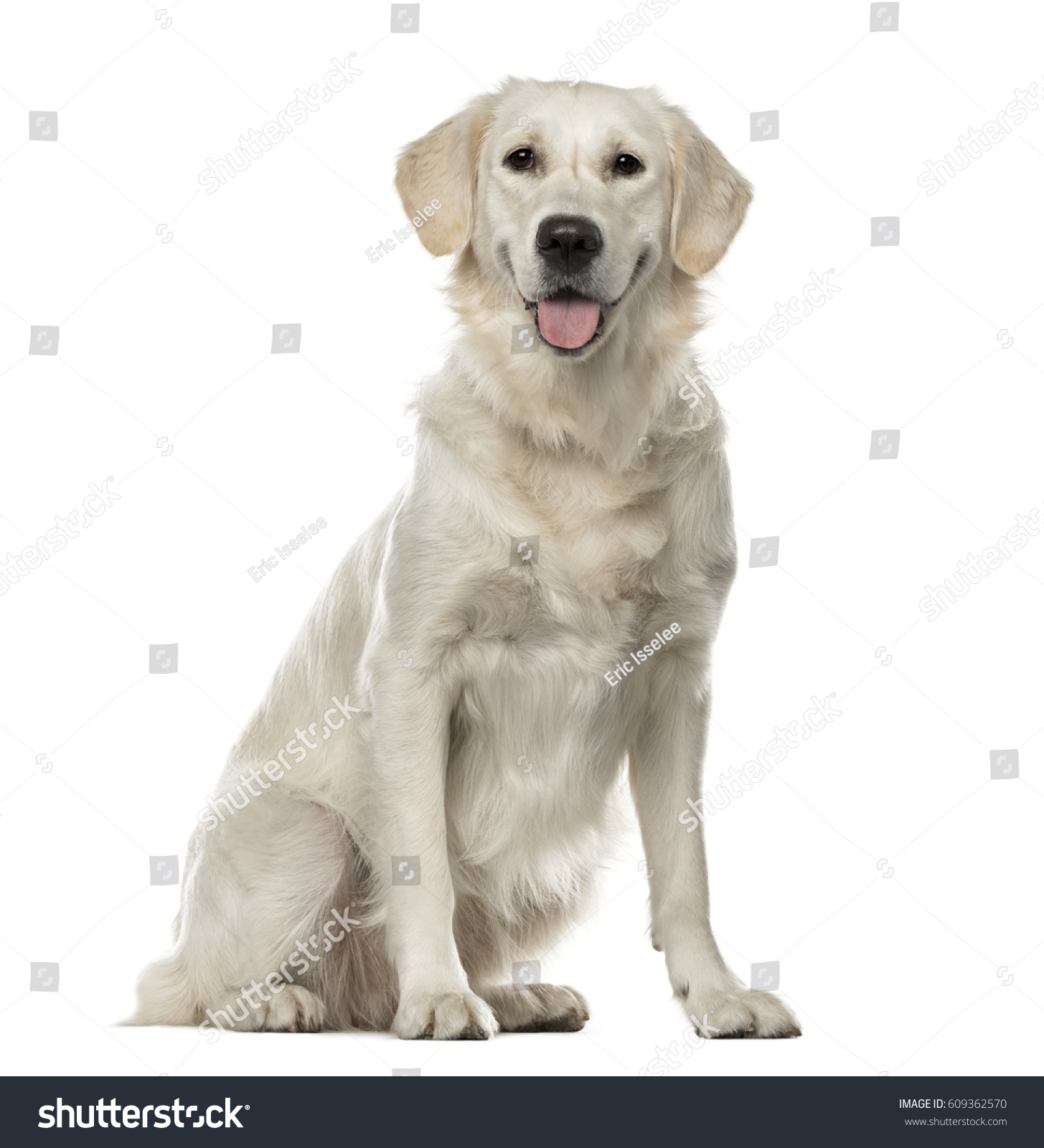 White Golden Retriever sitting, 19 months old , isolated on white #609362570