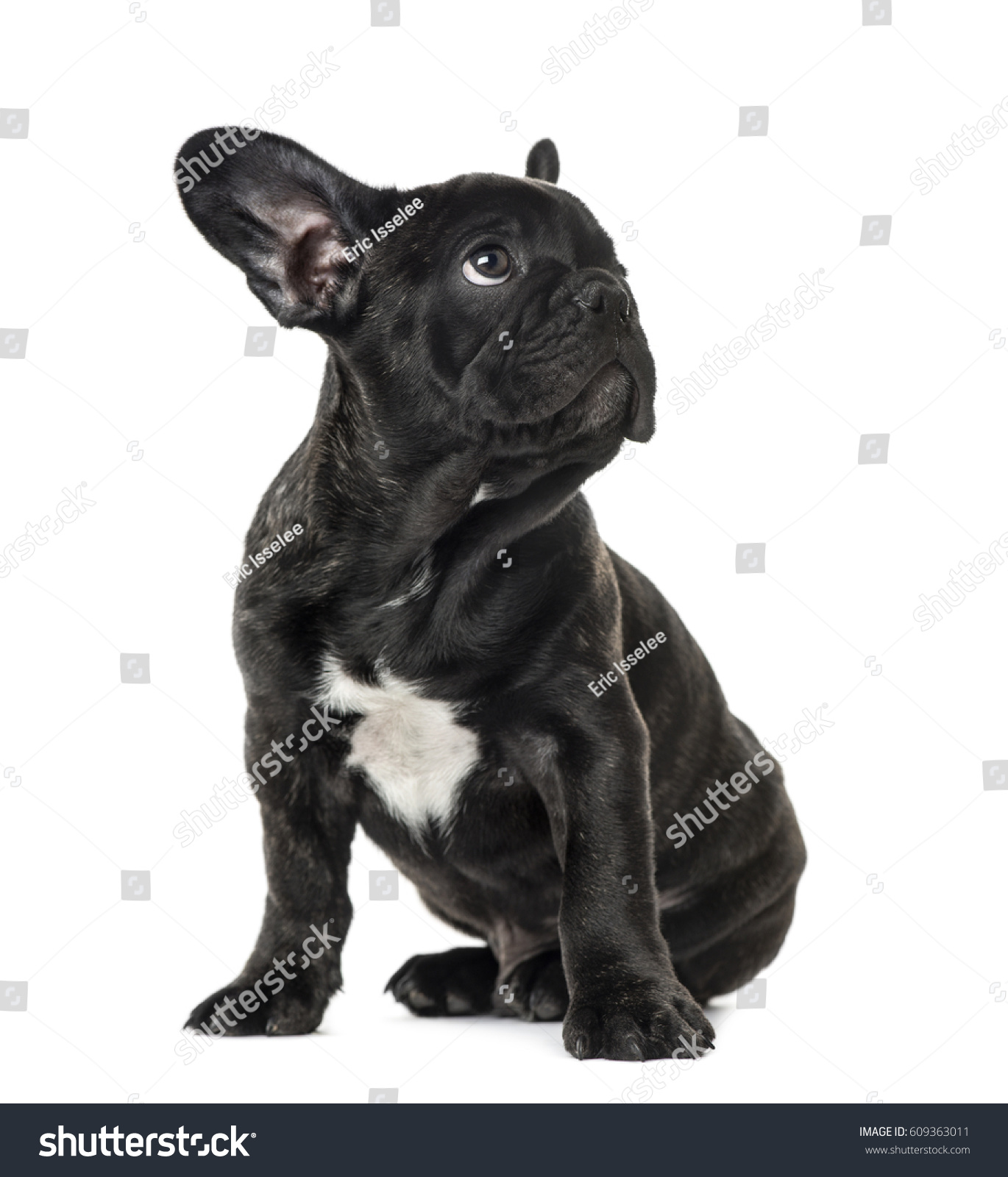 Puppy Black French bulldog sitting and looking away , isolated on white #609363011