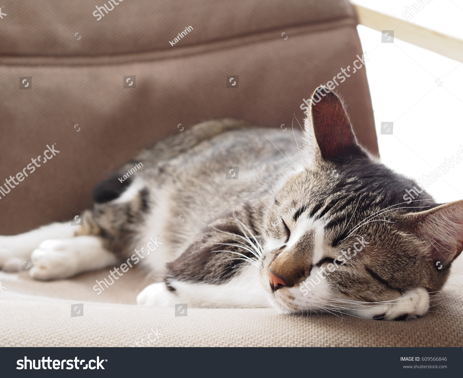 cat sleeping on the chair #609566846