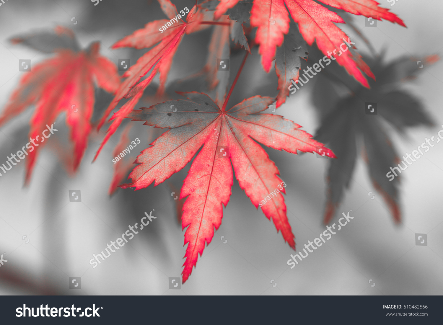 Red leaves in autumn season change #610482566