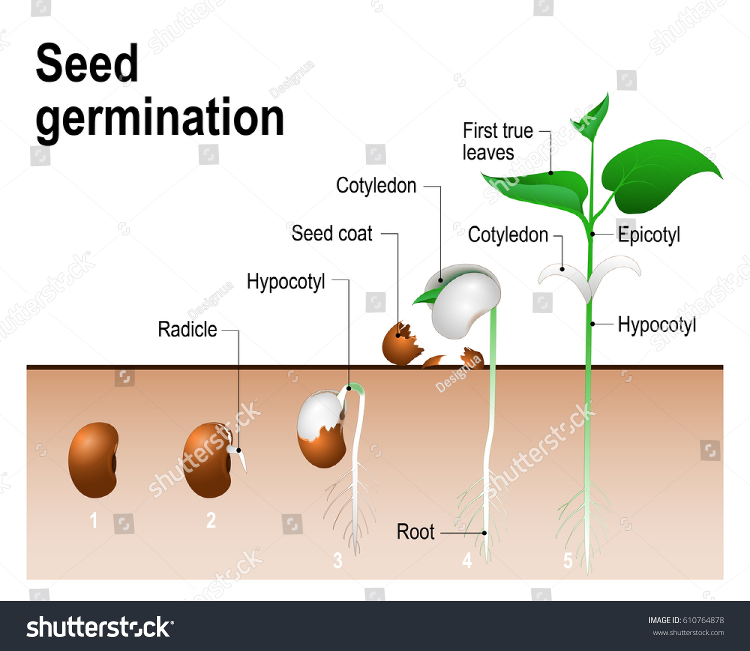 Seed germination. #610764878