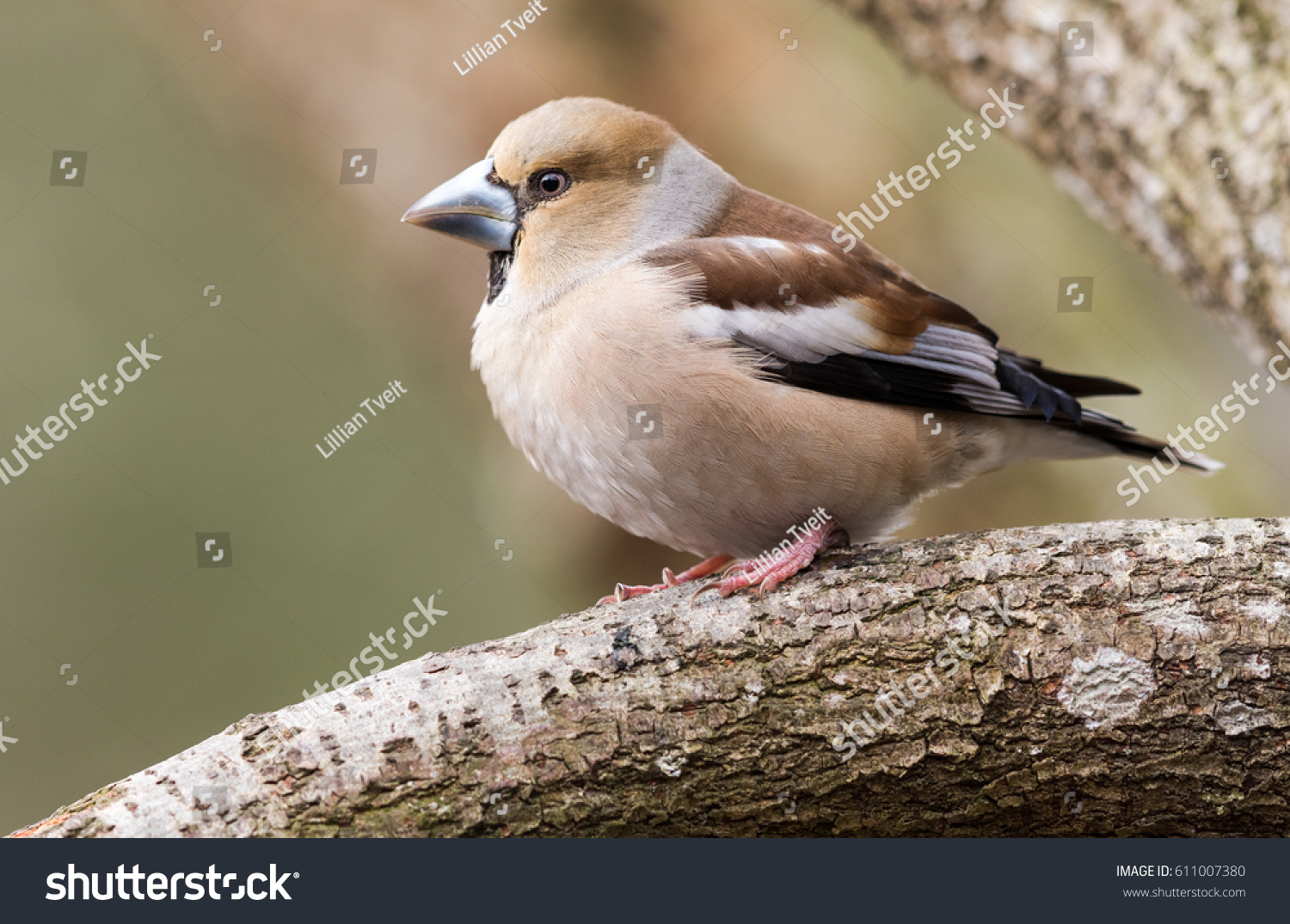 Female Hawfinch sitting on a branch #611007380
