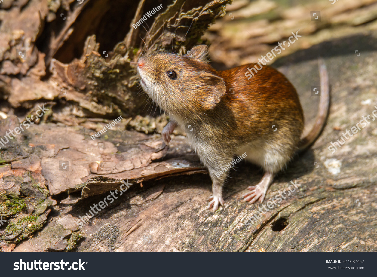Bank vole mouse in forest #611087462