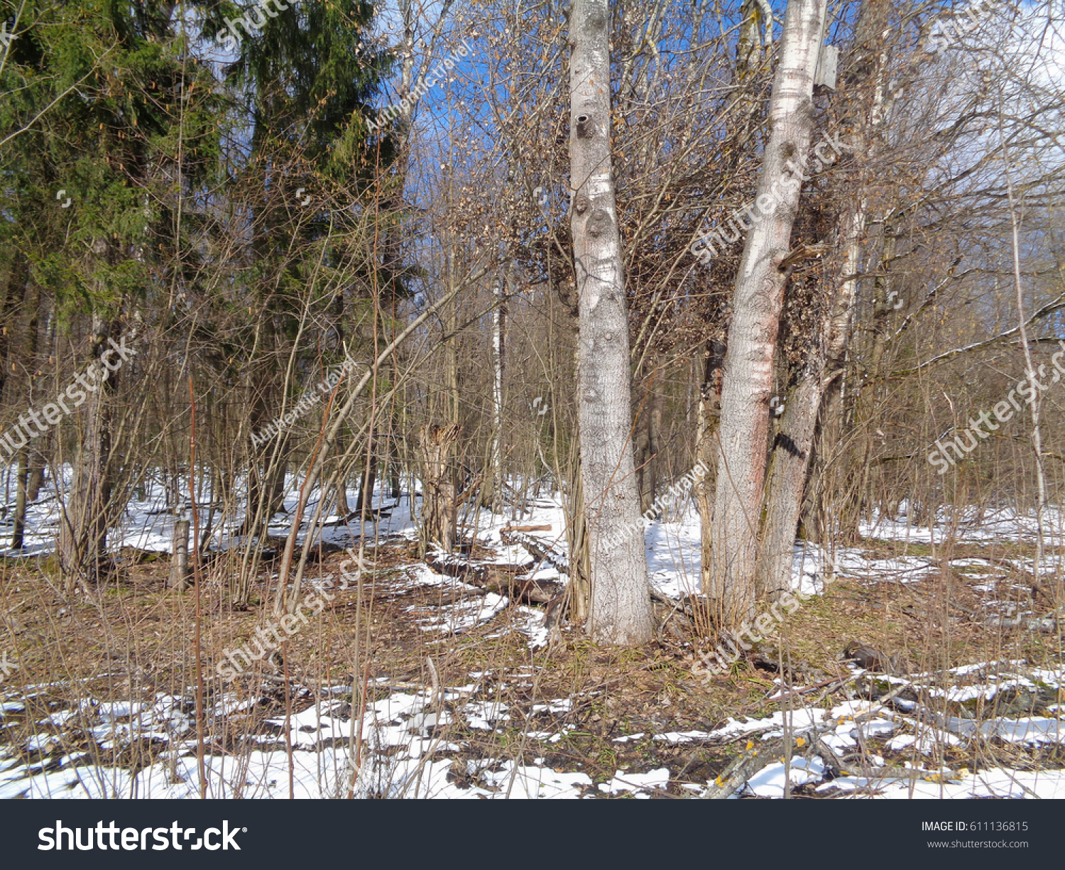 Forest and melting snow. Russia Royalty Free Stock Photo 611136815