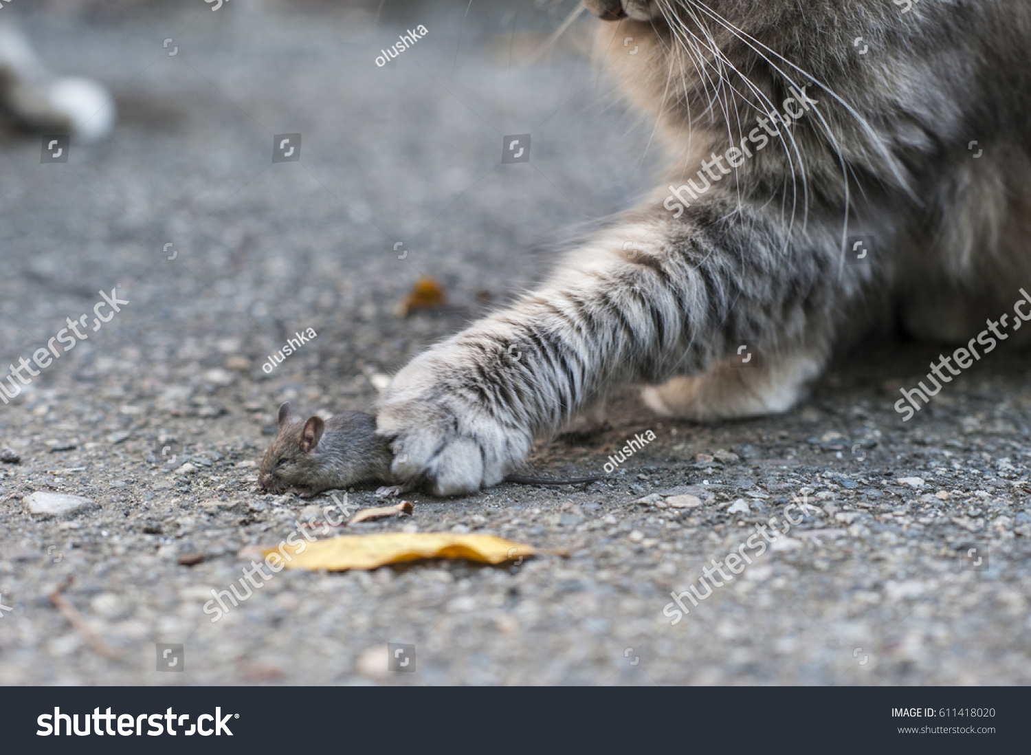 cats caught a mouse #611418020