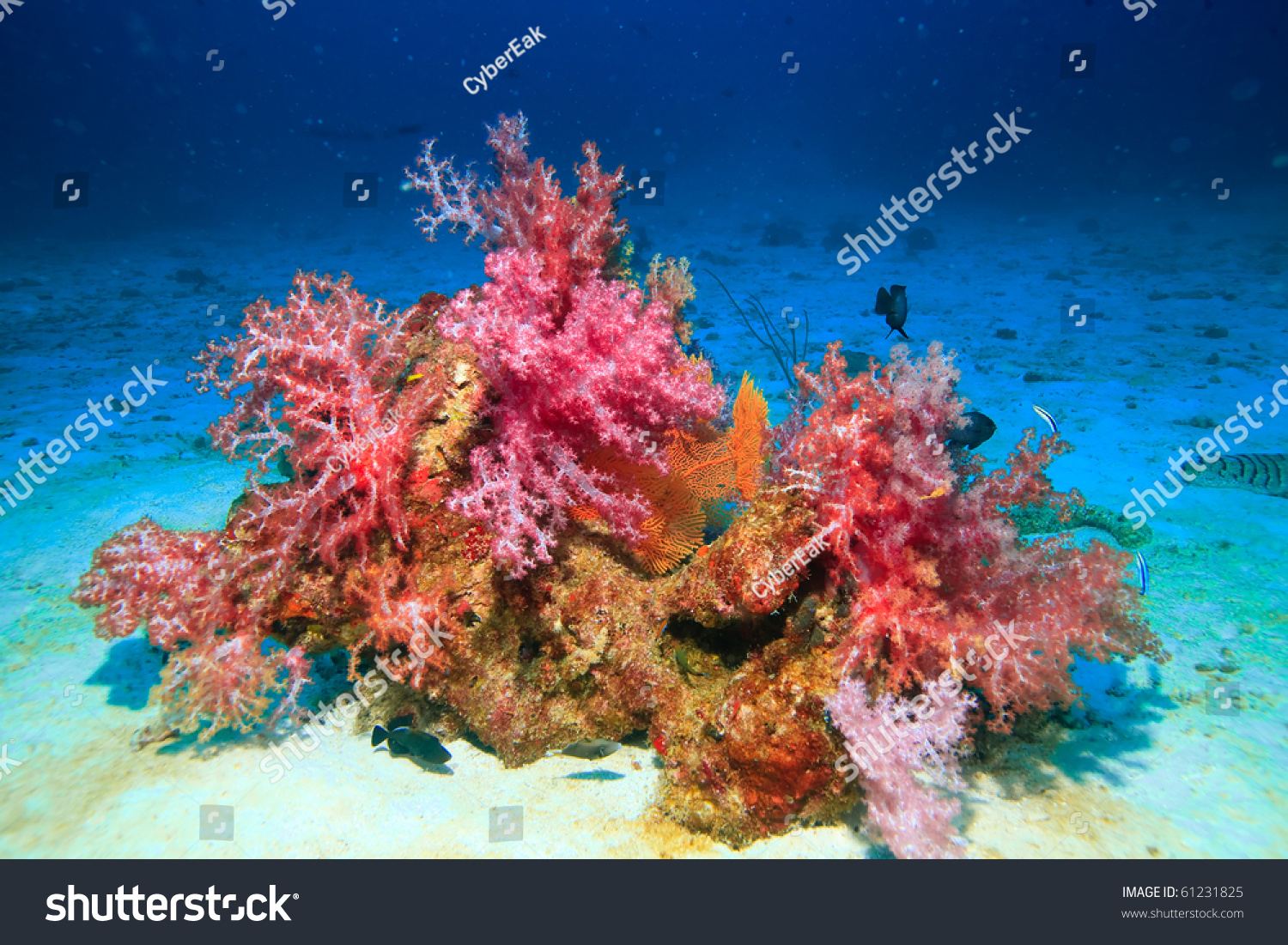 Beautiful soft coral and seafan #61231825