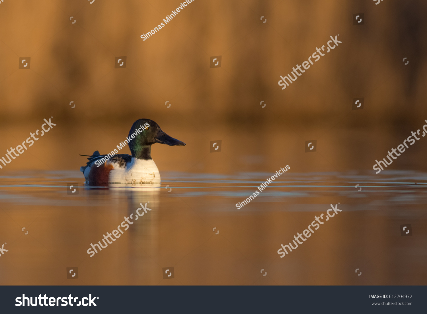 Northern shoveler - Anas clypeata - male at a small lake in spring, Vilnius County, Lithuania #612704972
