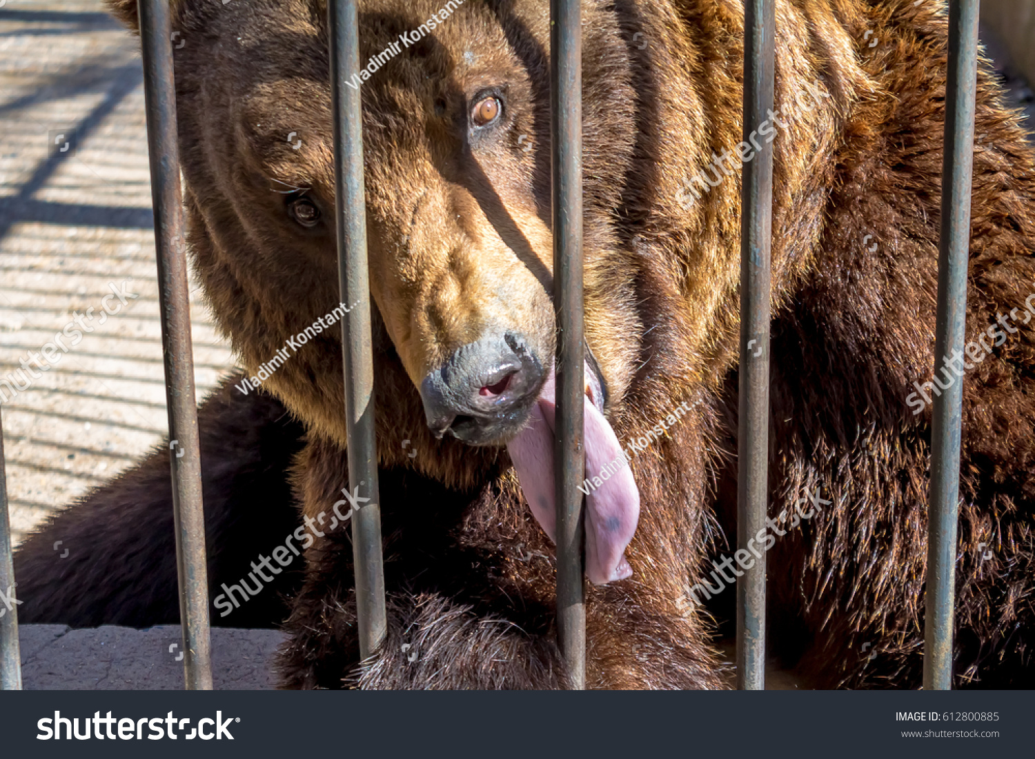 Bear in the zoo behind bars #612800885