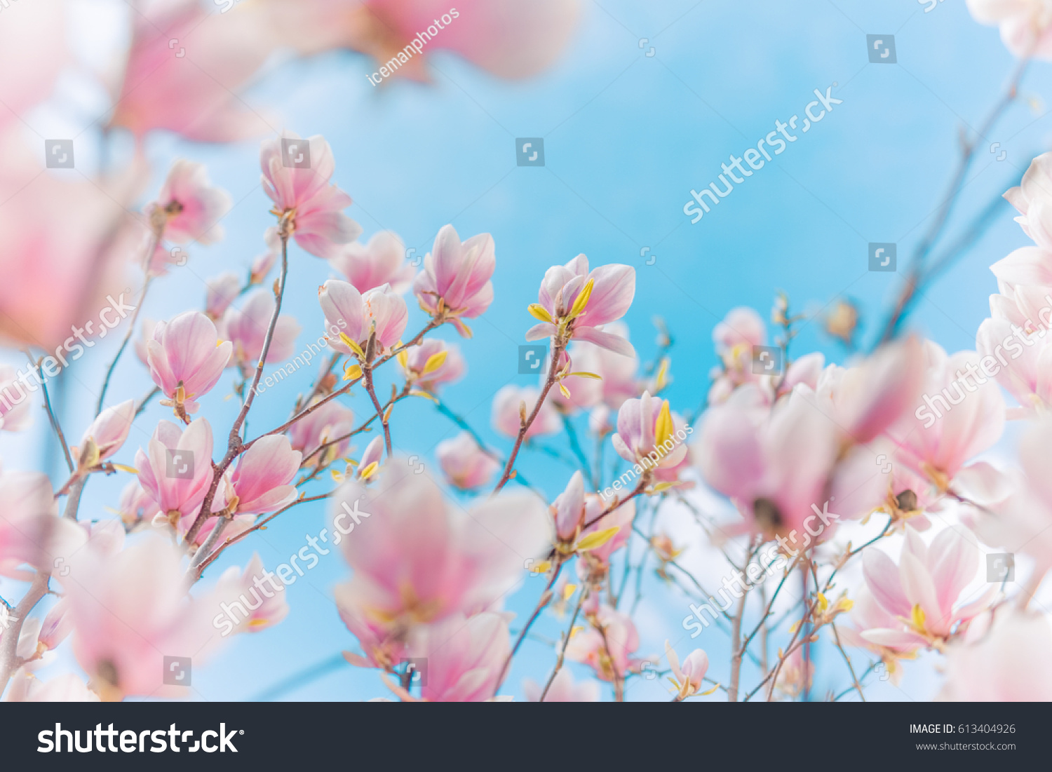 Perfect nature background for spring or summer background. Pink magnolia flowers and soft blue sky as relaxing moody closeup #613404926