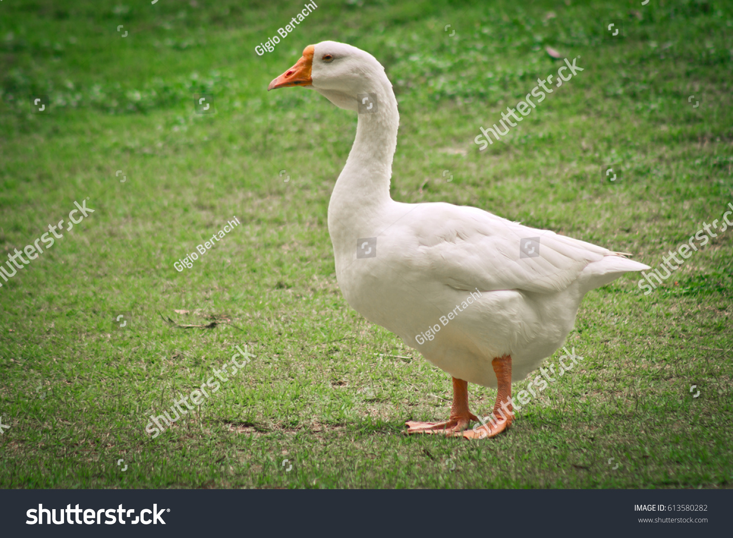 side view of white goose standing on green grass #613580282