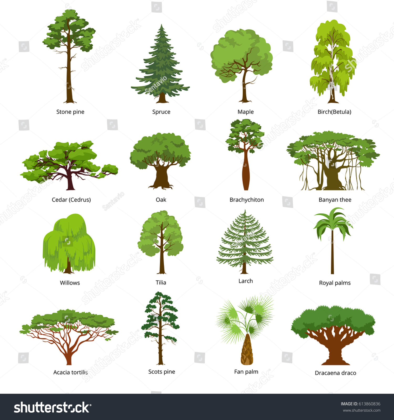 Flat green trees vector illustration set. Stone pine, spruce, maple, birch, cedar, oak, brachychiton, banyan, willow, larch, palm, scots pine forest tree icons. Nature concept. #613860836