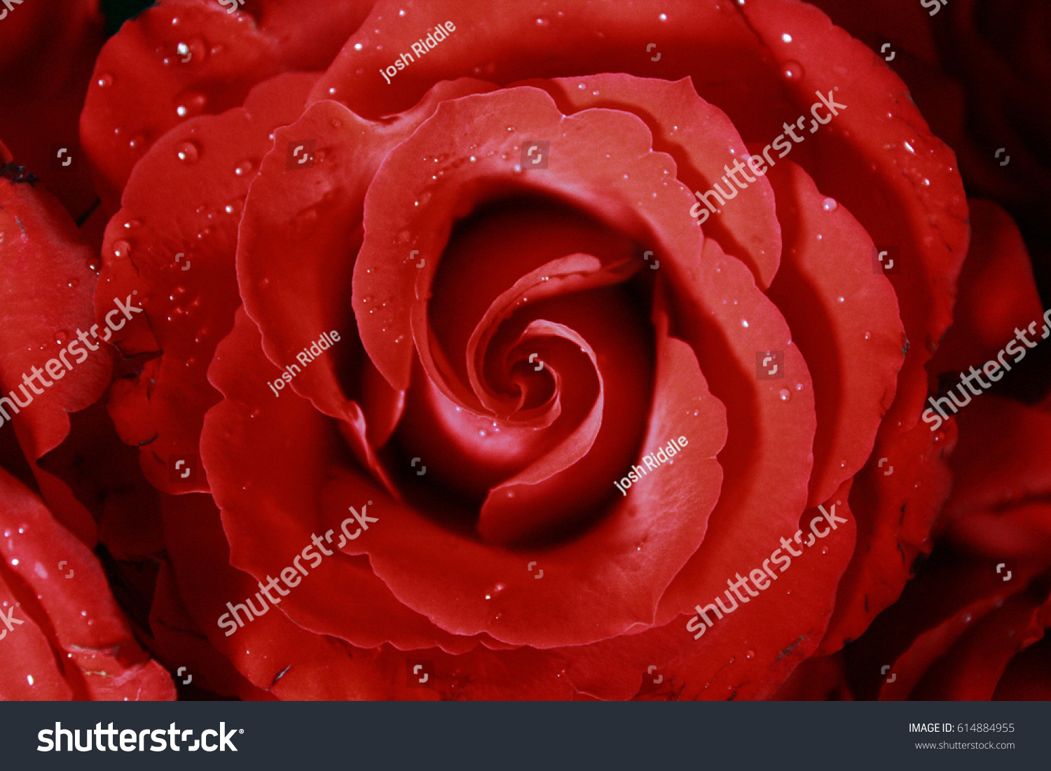 Wet Red Rose #614884955