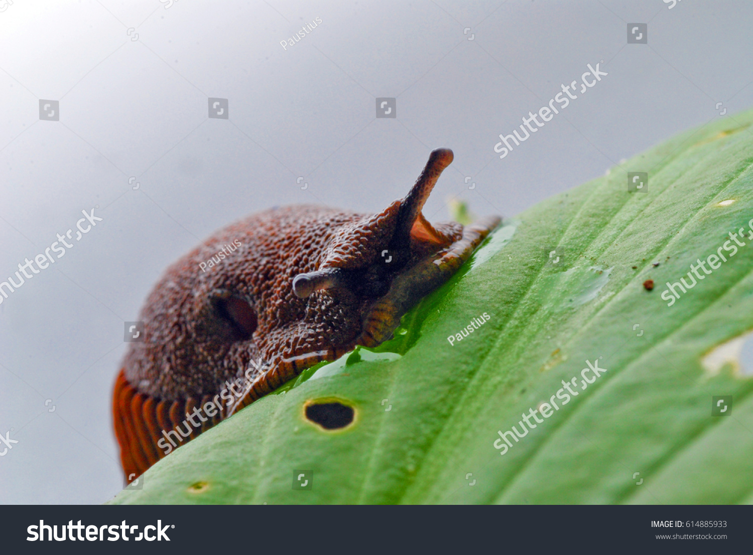 round back slug munching leaf #614885933