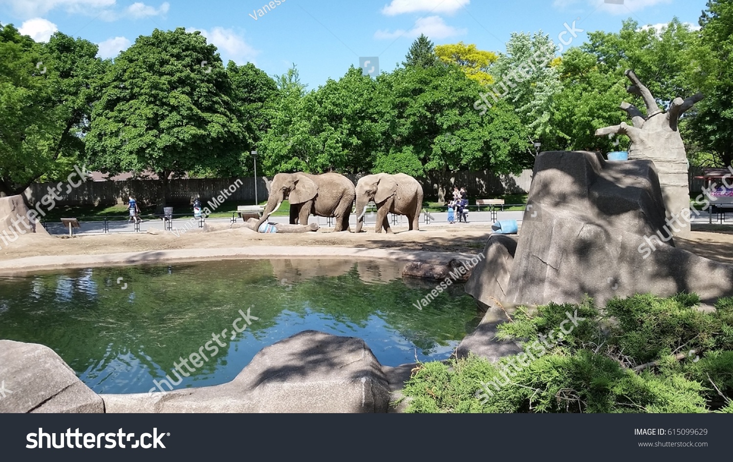 Two Playful Elephants in a zoo #615099629