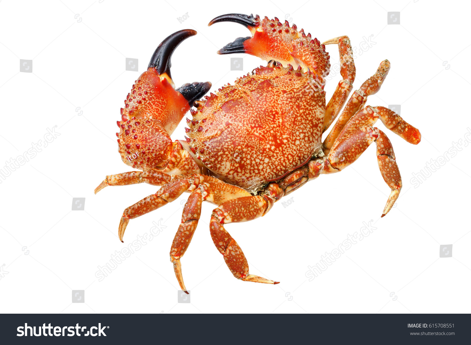 red  crab isolated on white,macro photo                           #615708551