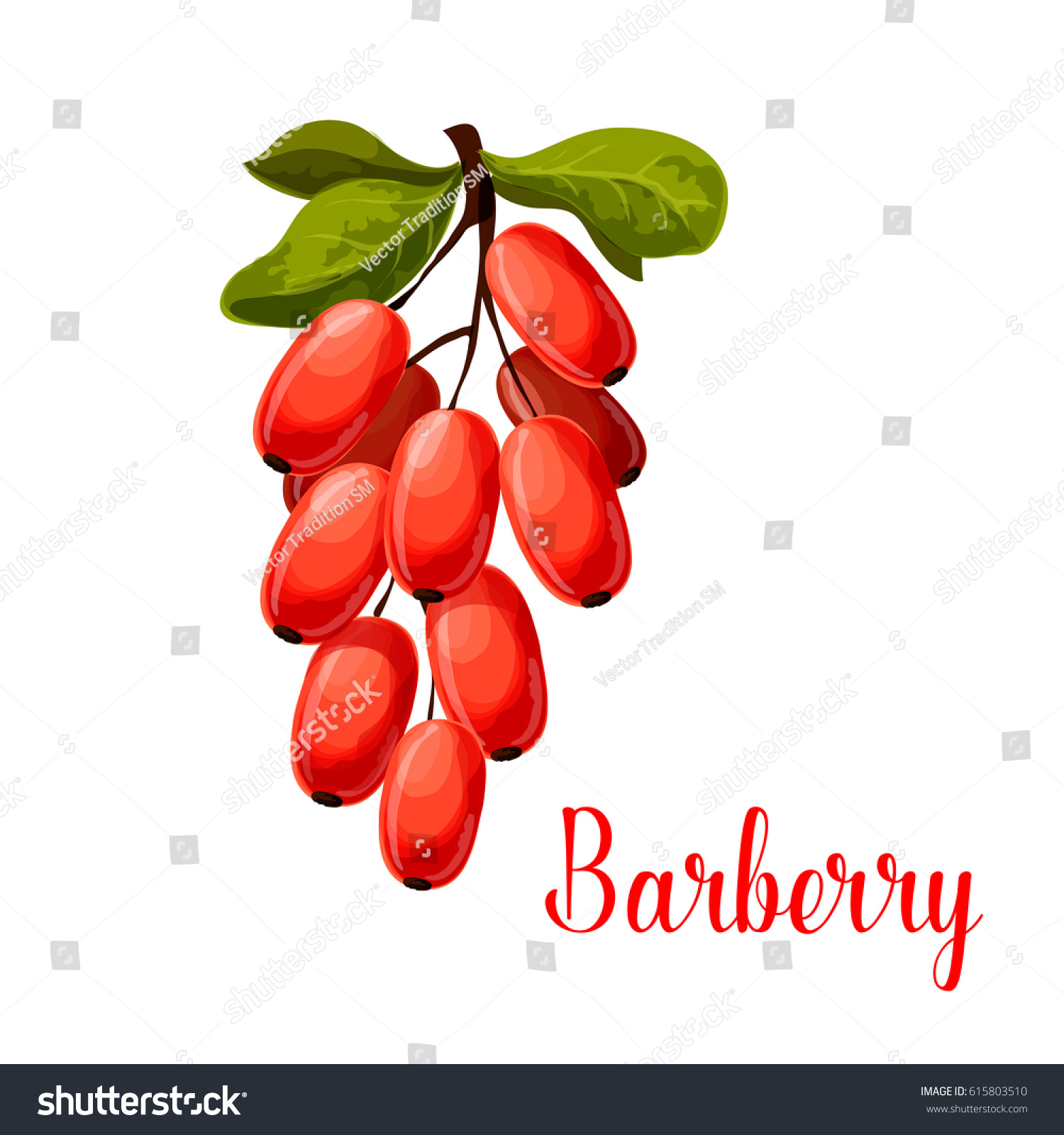 Barberry fruit branch isolated cartoon symbol. Fresh red berry of barberry with green leaves for natural healthy spice and condiments, vegetarian food, asian cuisine themes design #615803510