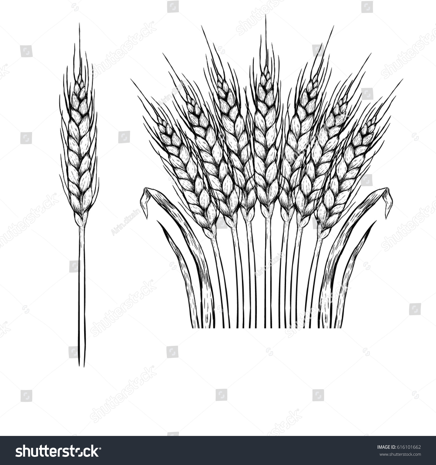 Winter Rye Drawuing Hand drawn set of rye. Drawing spikelets. - Royalty Free Stock Vector ...