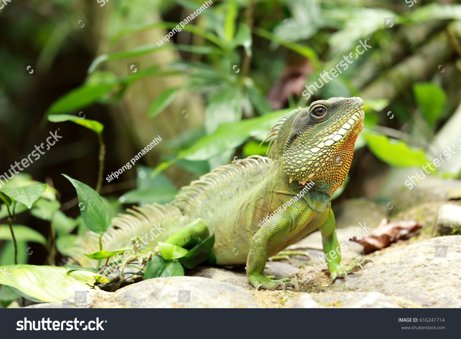 chinese water dragon in thailand #616241714