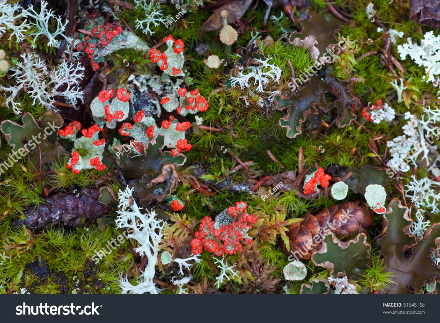 Forest floor closeup with Red Pixie Cup (Cladonia coccifera) lichens #61645168