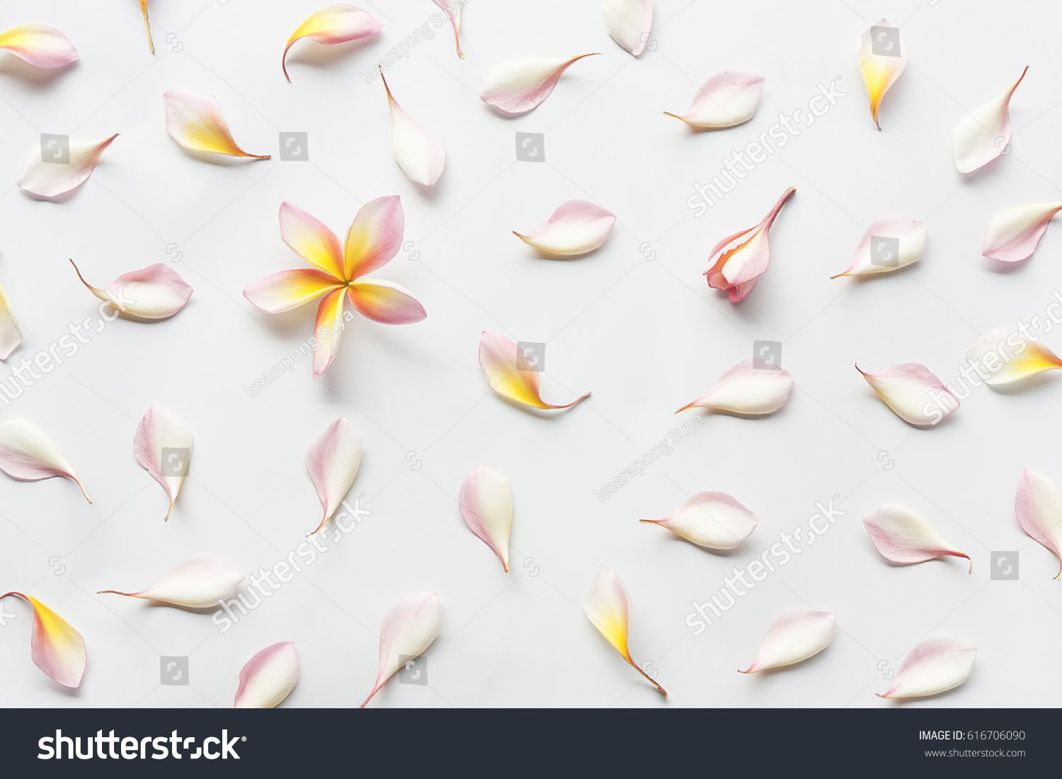 wallpaper pattern of plumeria flowers laying on white background. Concept of love and spring. Flat lay, top view. #616706090