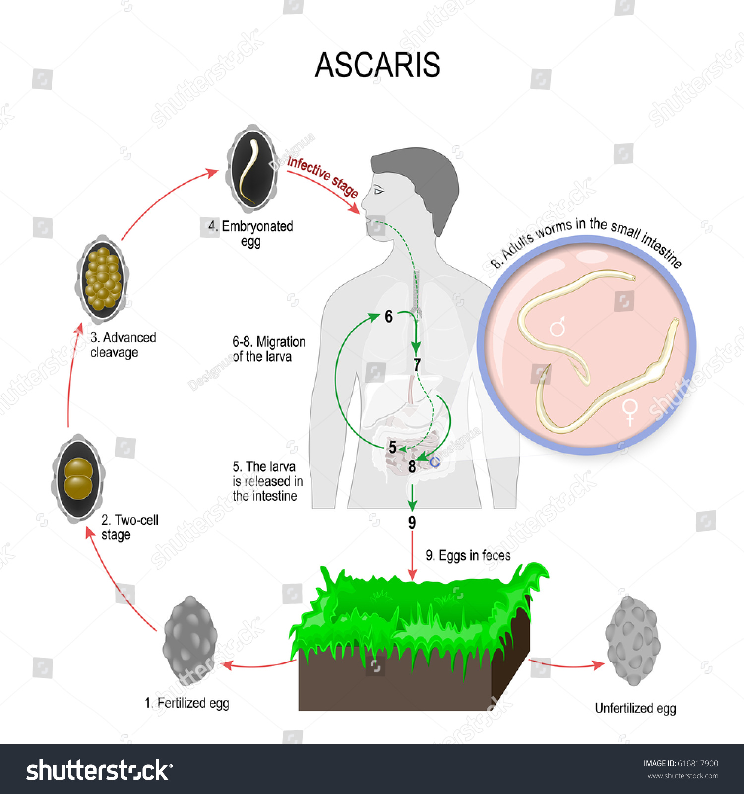 Ascaris lumbricoides life cycle. Silhouette of a - Royalty Free Stock