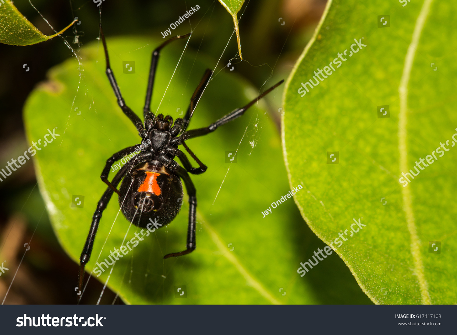 Black Widow Spider #617417108