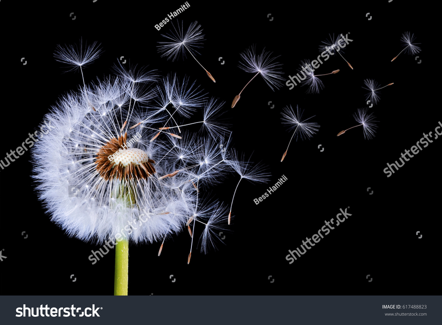 Dandelion blowing on black background #617488823