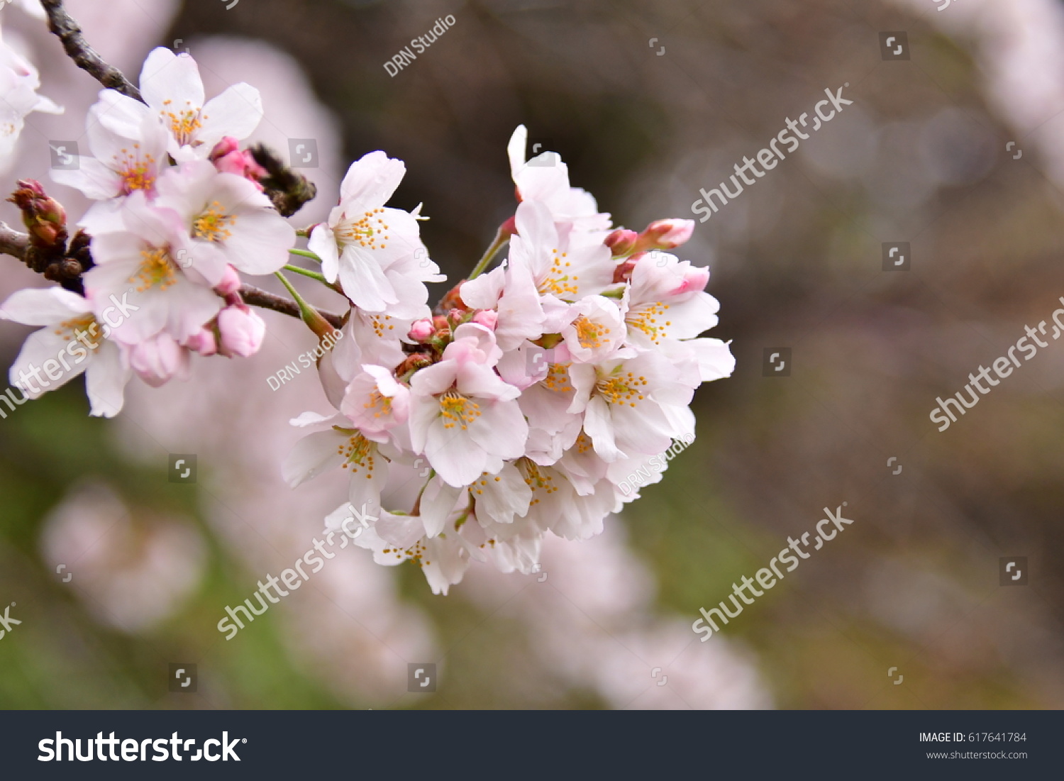 Beautiful background of pink flowers cherry blossom or sakura flower with Morning fog faded. #617641784
