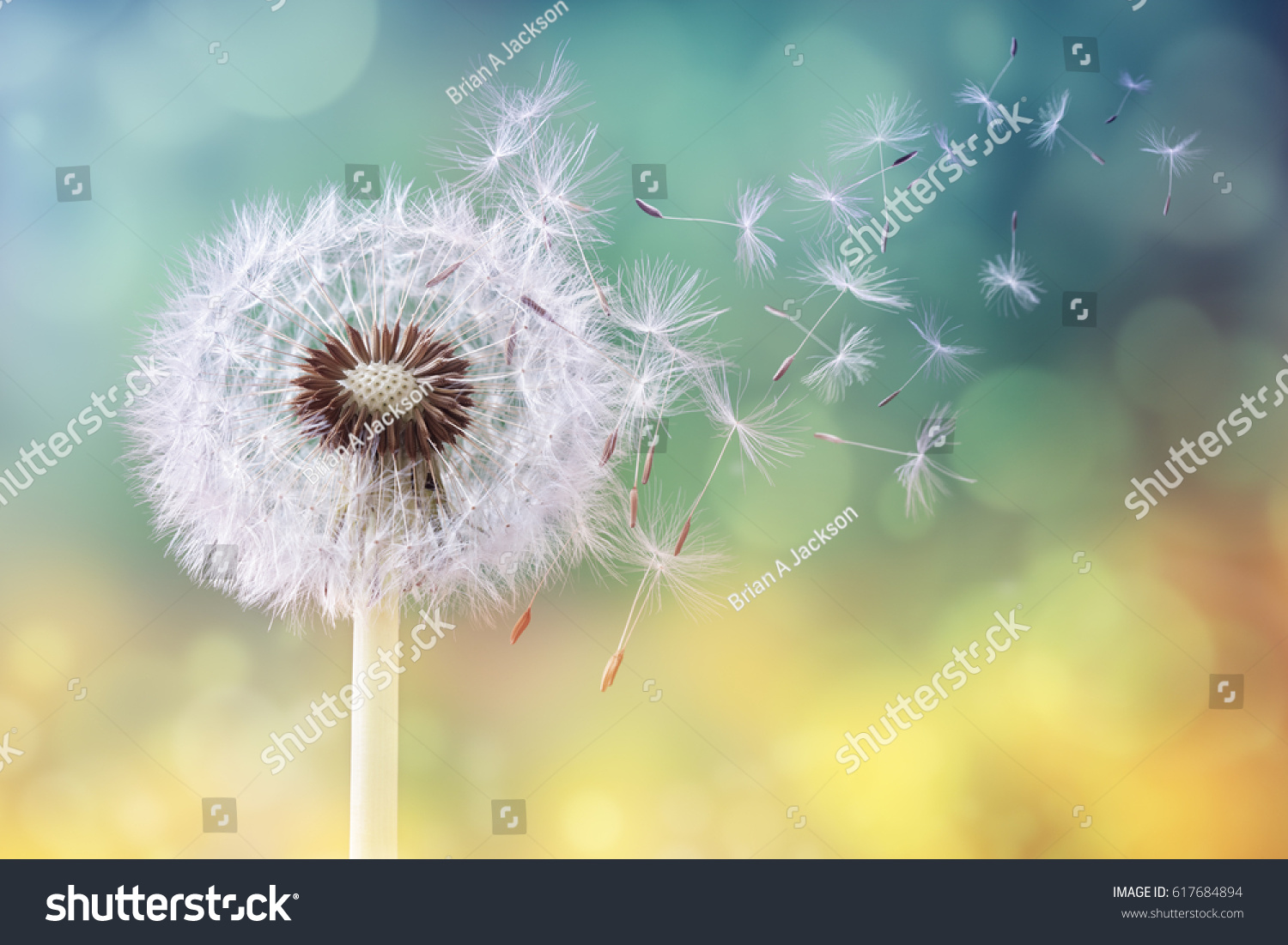 Dandelion seeds in the sunlight blowing away across a fresh green morning background #617684894