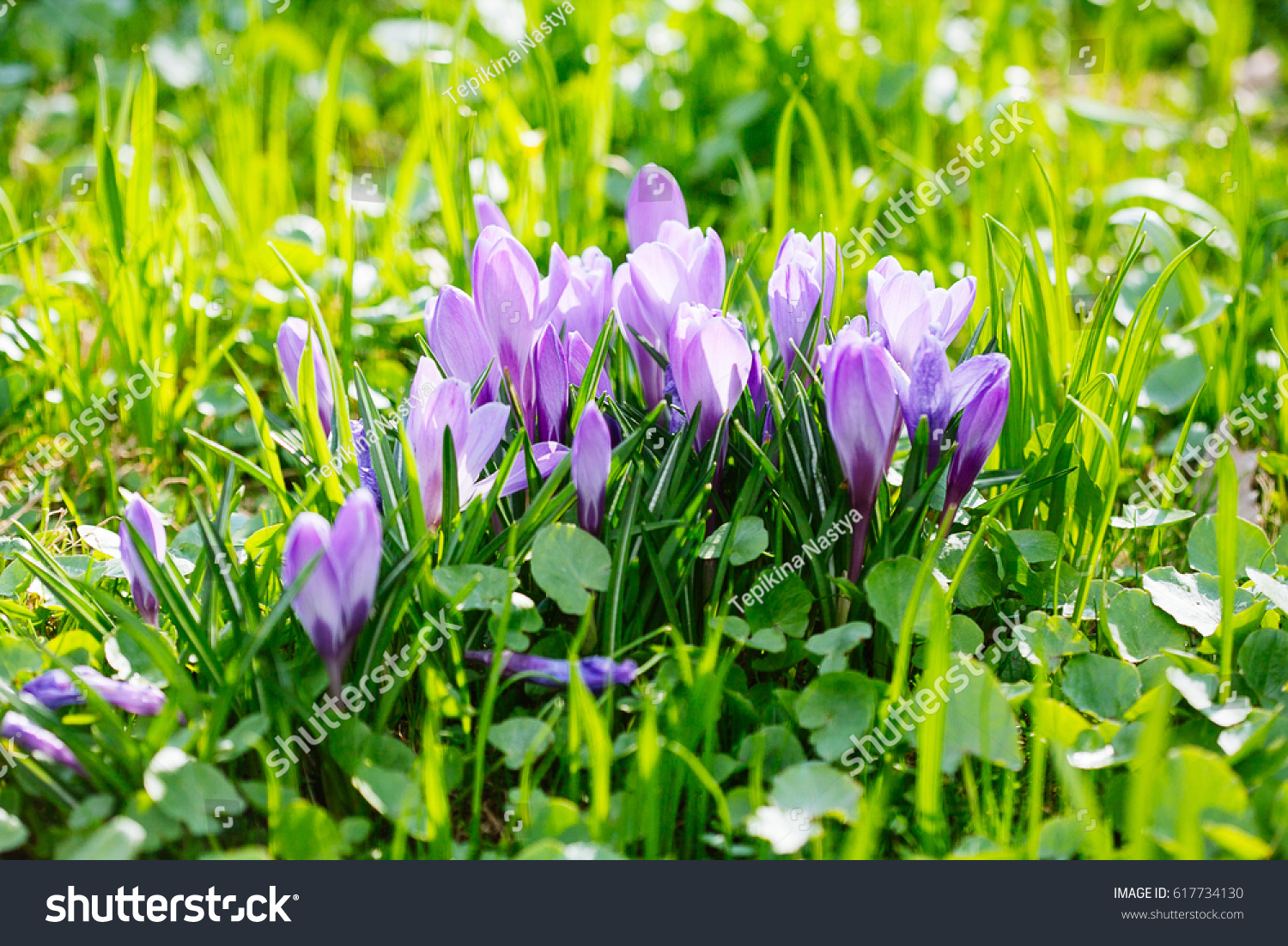 Group of Purple crocus (crocus sativus) with selective/soft focus and diffused background in early spring, #617734130