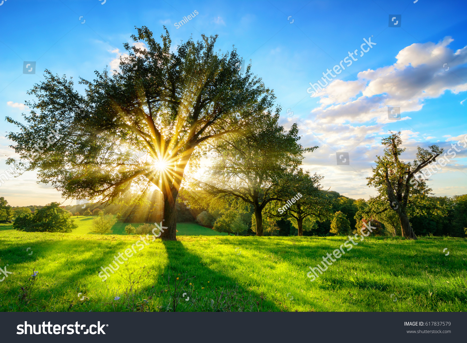 The sun shining through a tree on a green meadow, a vibrant rural landscape with blue sky before sunset #617837579