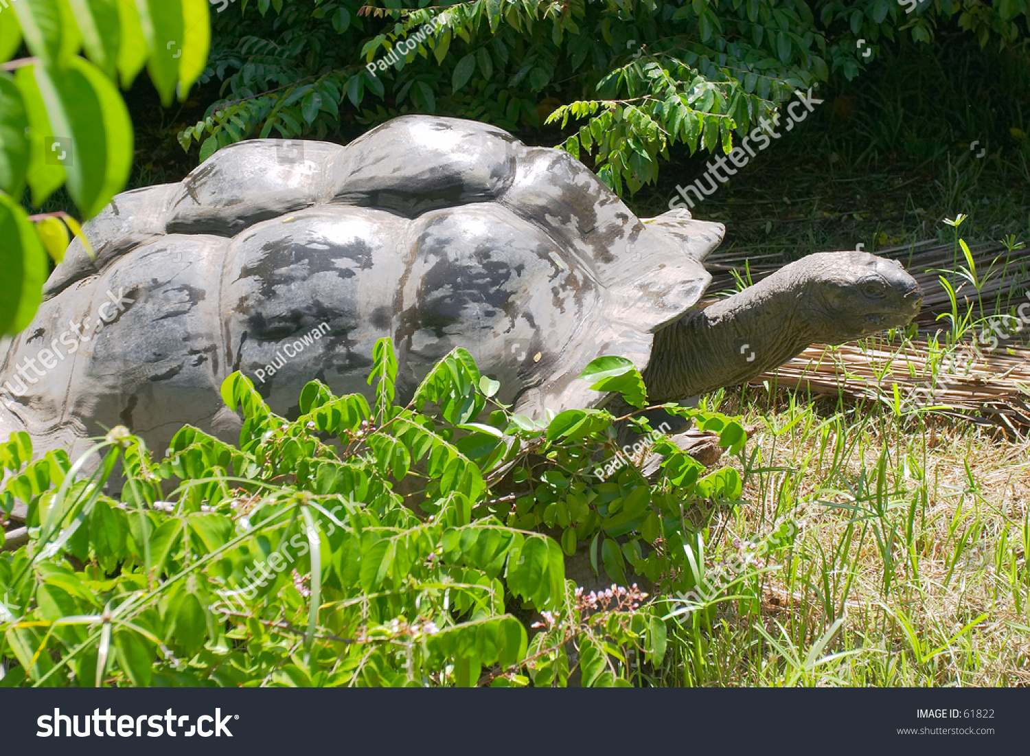 An aged giant seychelles tortoise on Fregate Island. They live to be up to 200. #61822