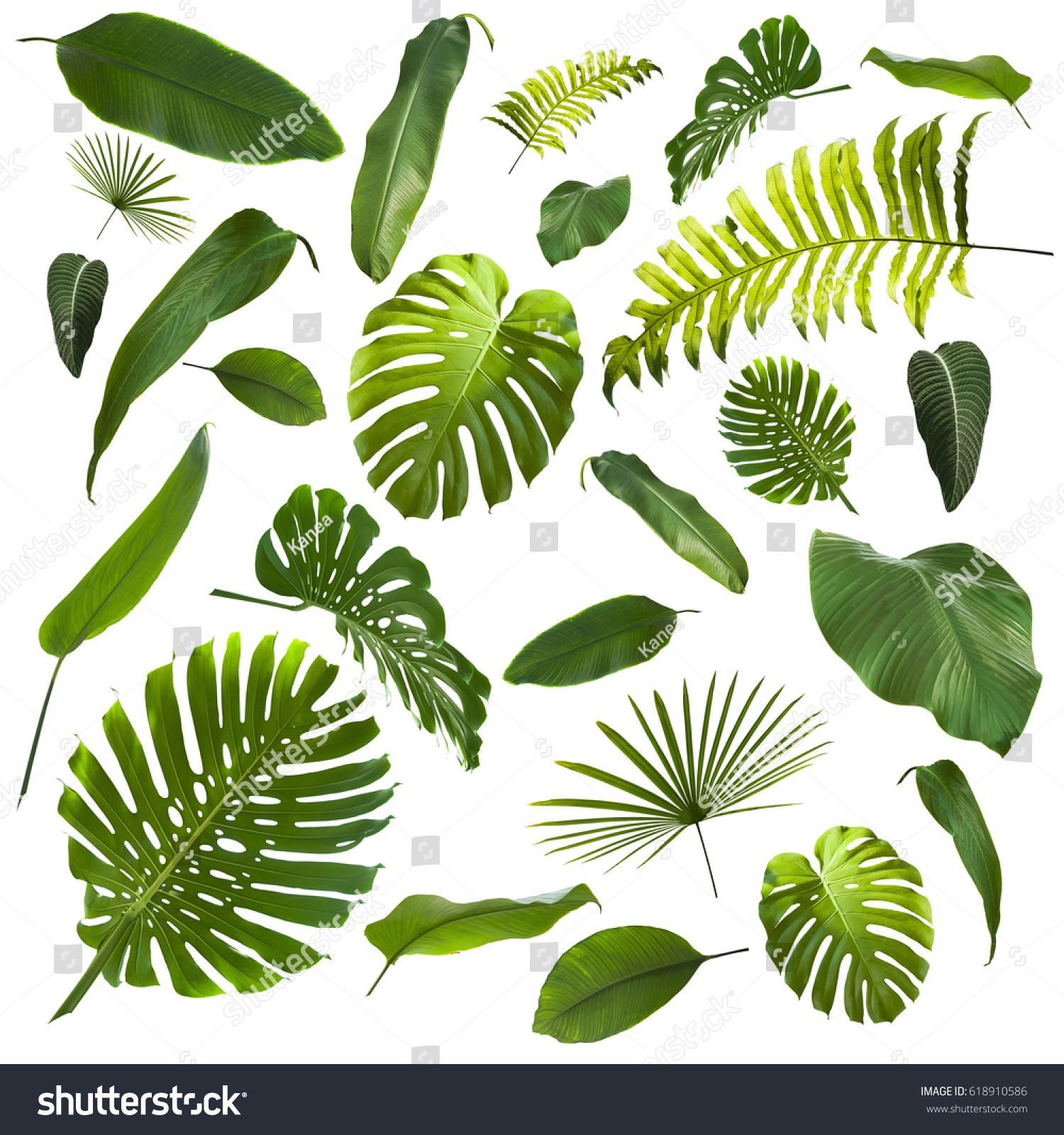 Tropical Leaves Background #618910586