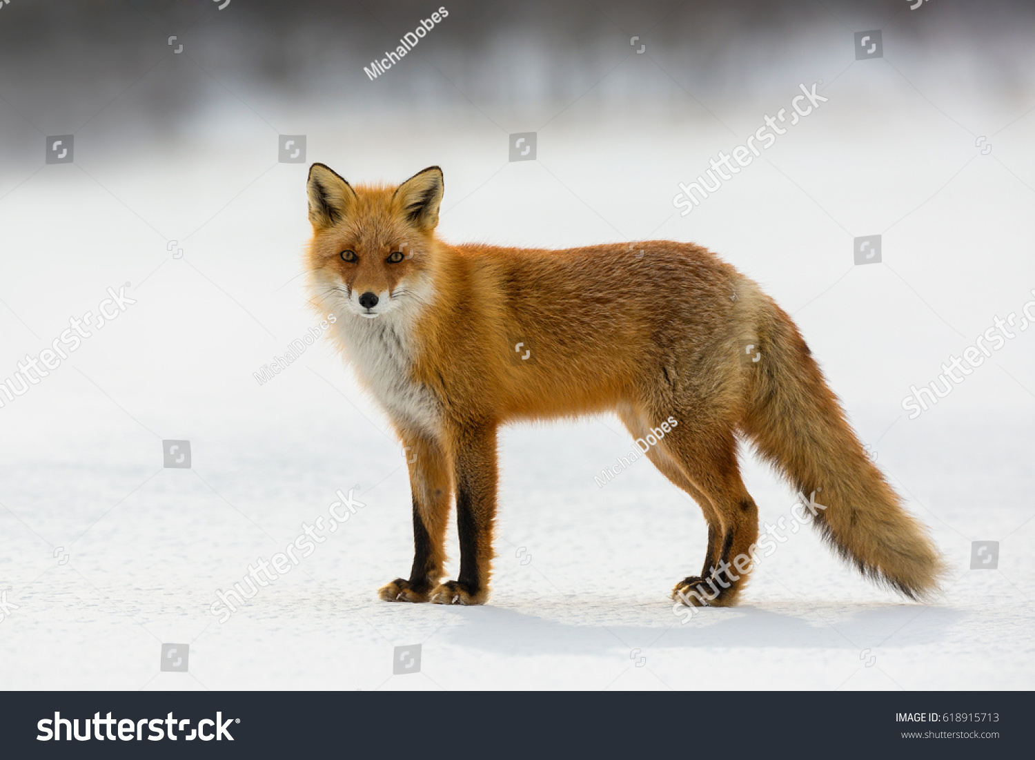 Red fox in winter, Japan. #618915713