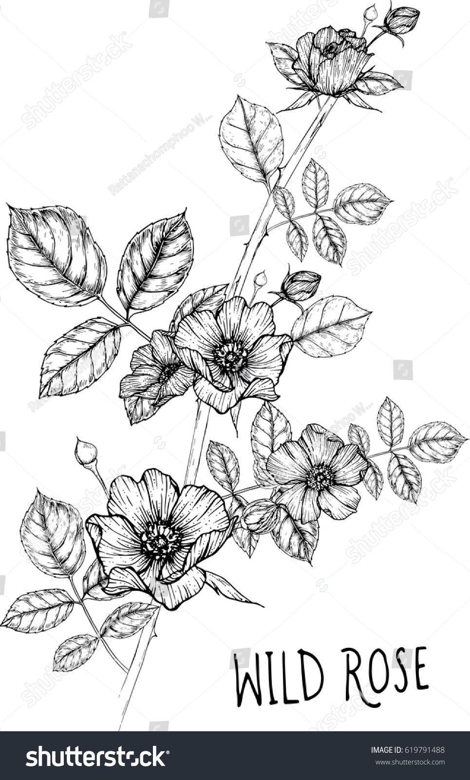 drawing flower. wild rose clip art, vector or illustration. #619791488