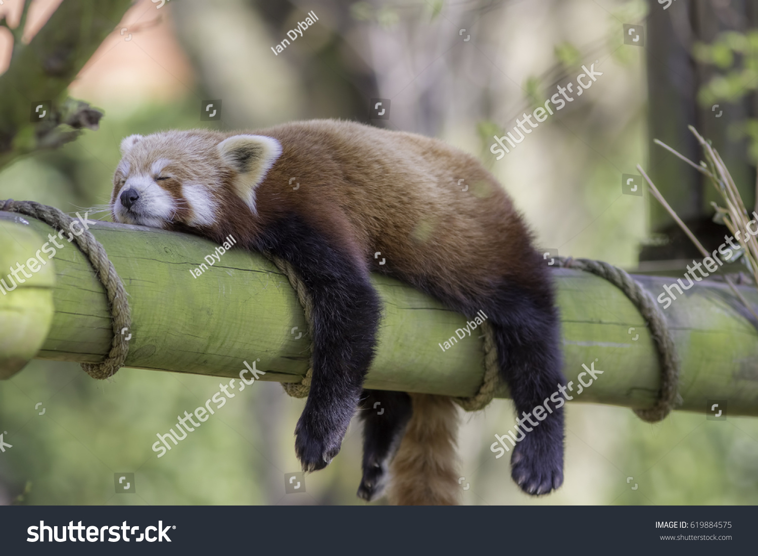 Sleeping Red Panda (Ailurus fulgens). Funny cute animal image of a red panda asleep during afternoon siesta. #619884575