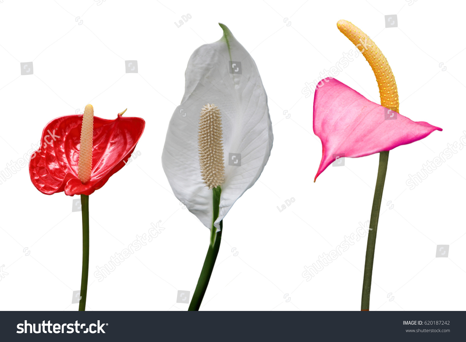 Flamingo Flower Collection isolated on white background #620187242