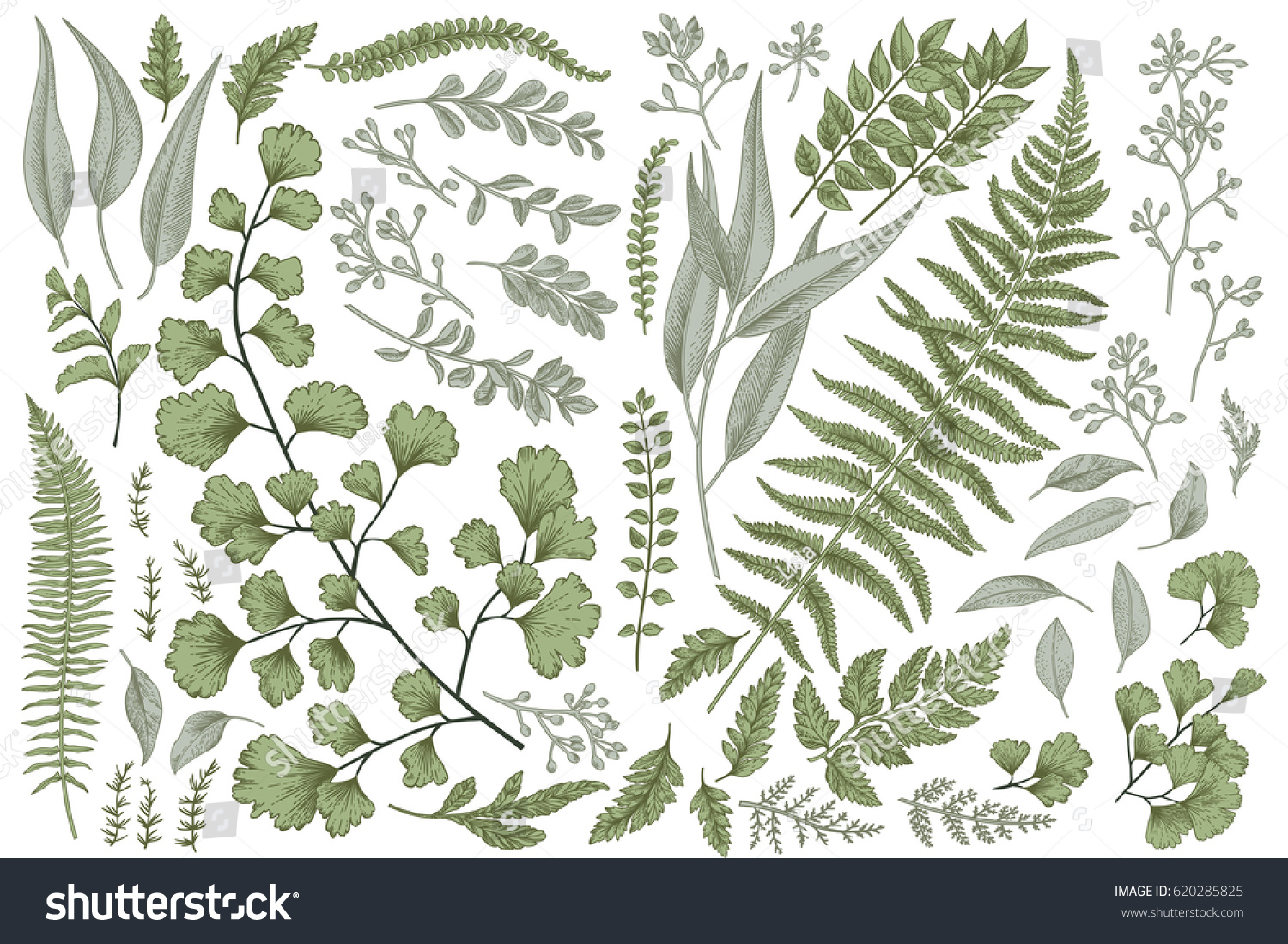 Set with leaves. Botanical illustration. Fern, eucalyptus, boxwood. Vintage floral background. Vector design elements. Isolated.  #620285825