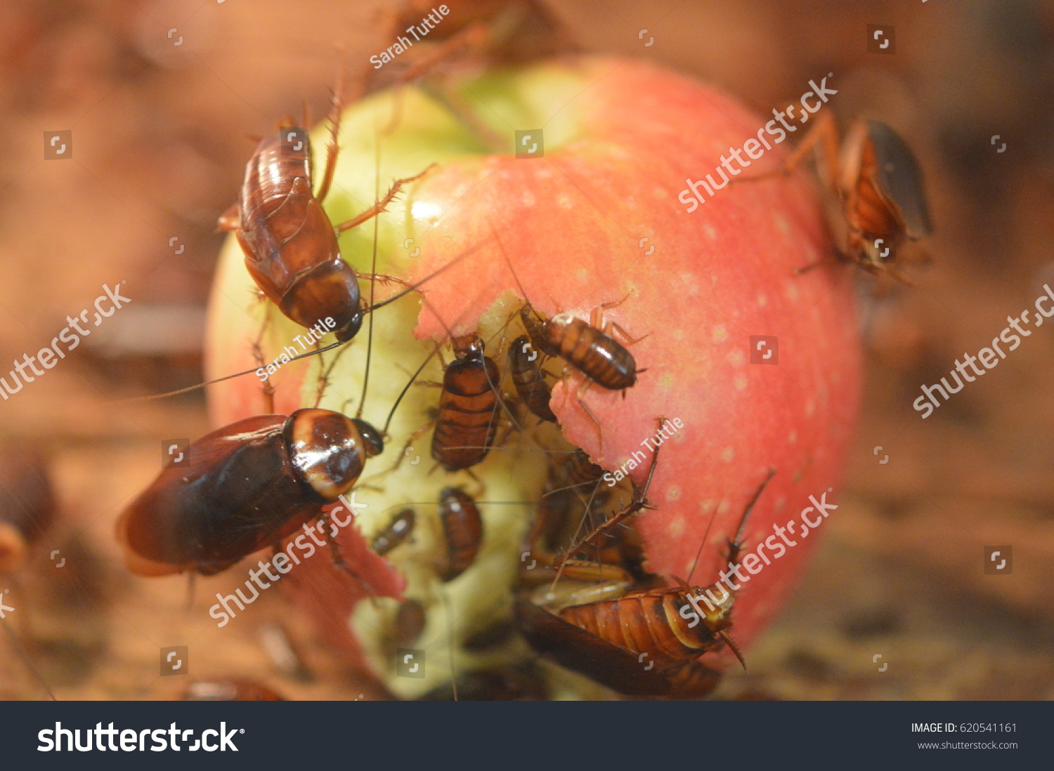 Cockroaches Eating an Apple #620541161