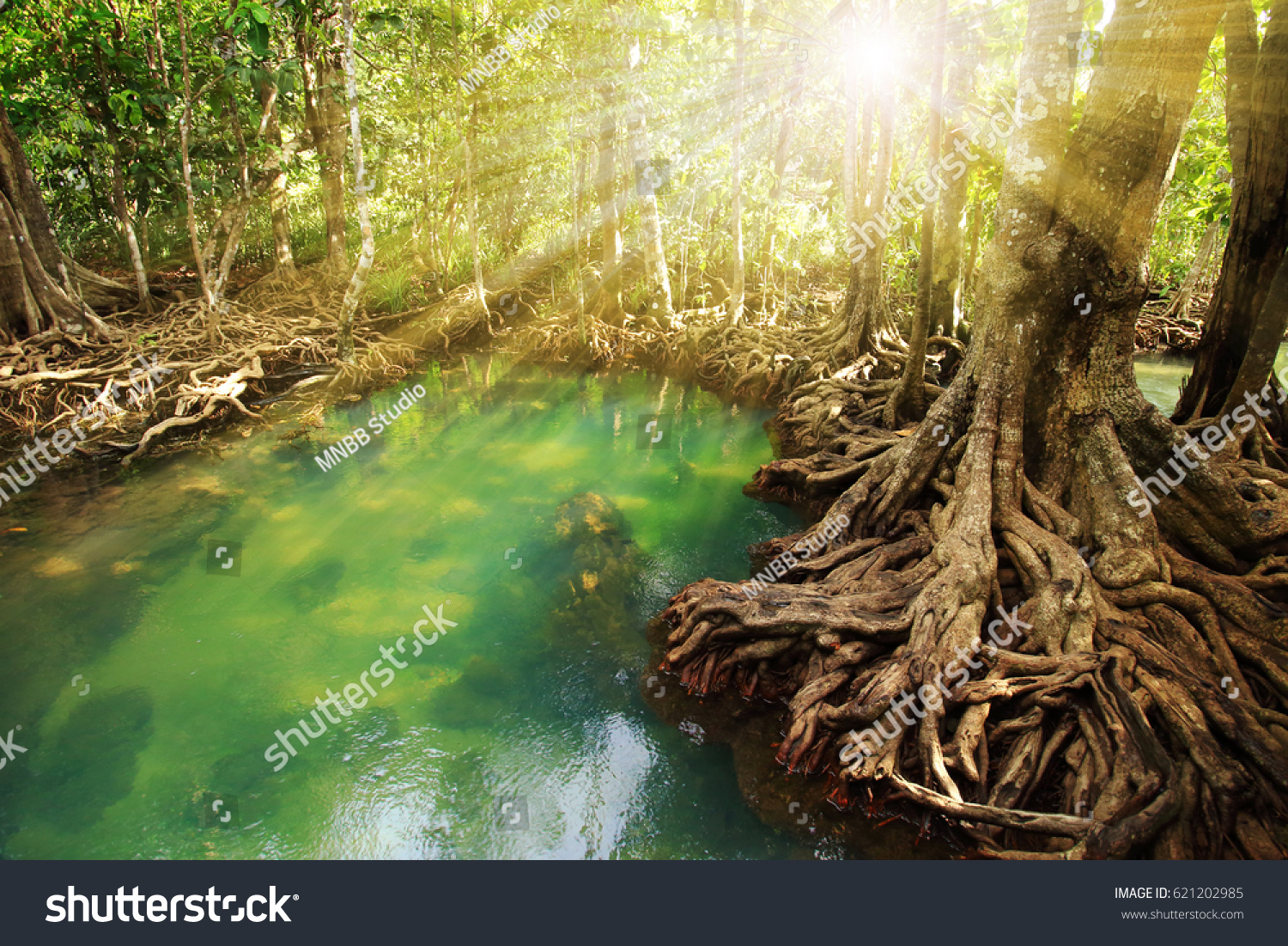 Tha Pom , Emerald Pool is unseen pool in mangrove forest at Krabi in Thailand.  #621202985