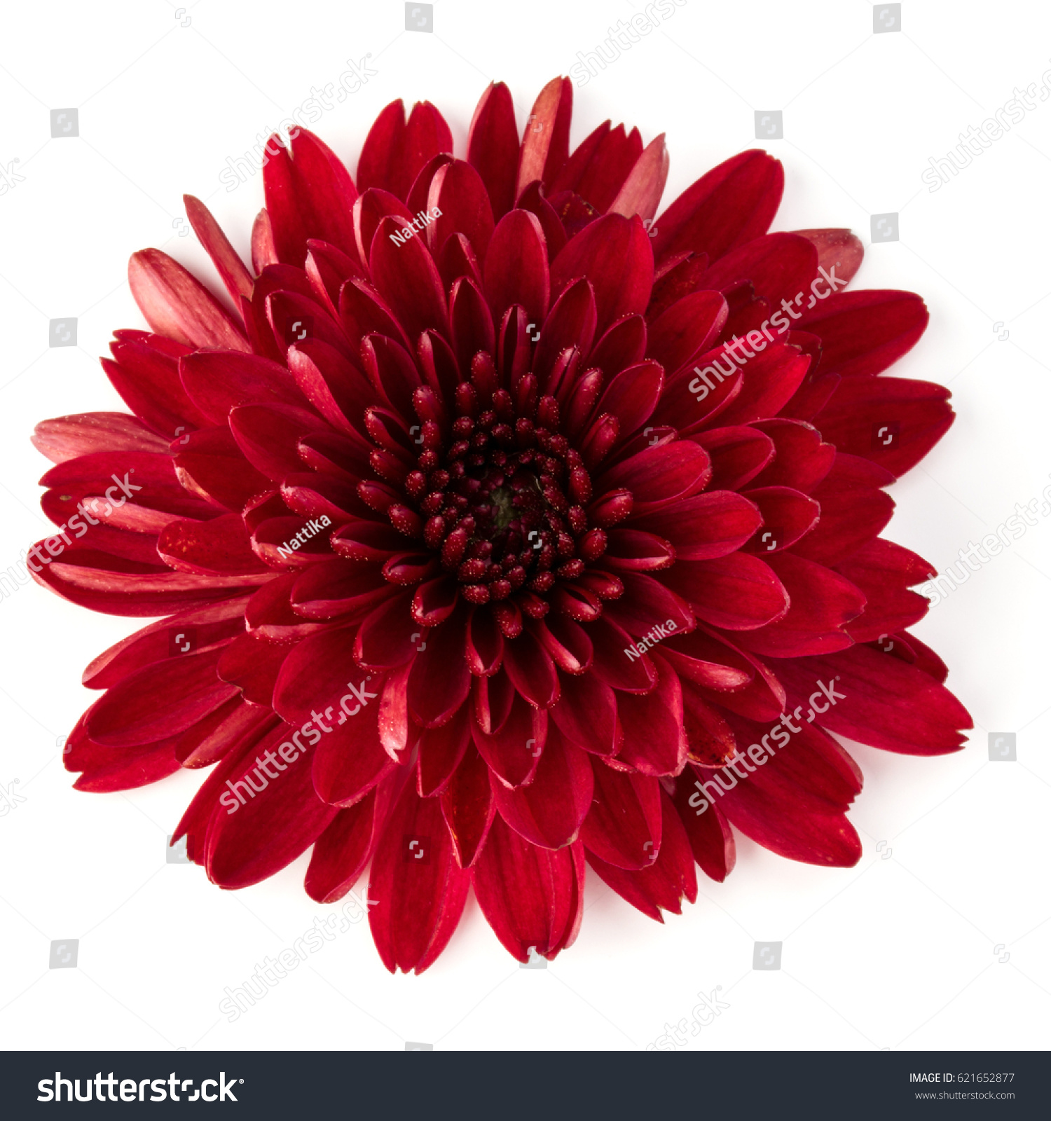 Red chrysanthemum flower isolated on white background #621652877
