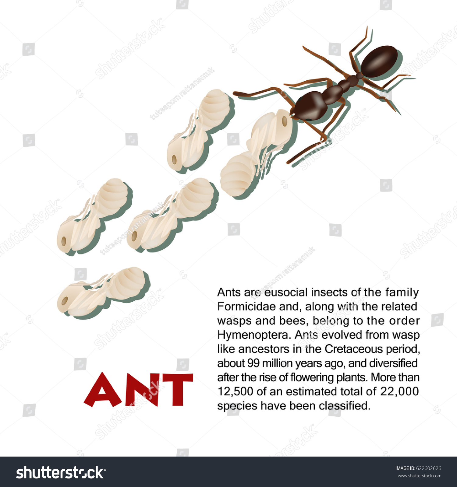 Real Ant Insect Illustration Life Cycle - Royalty Free Stock Vector 