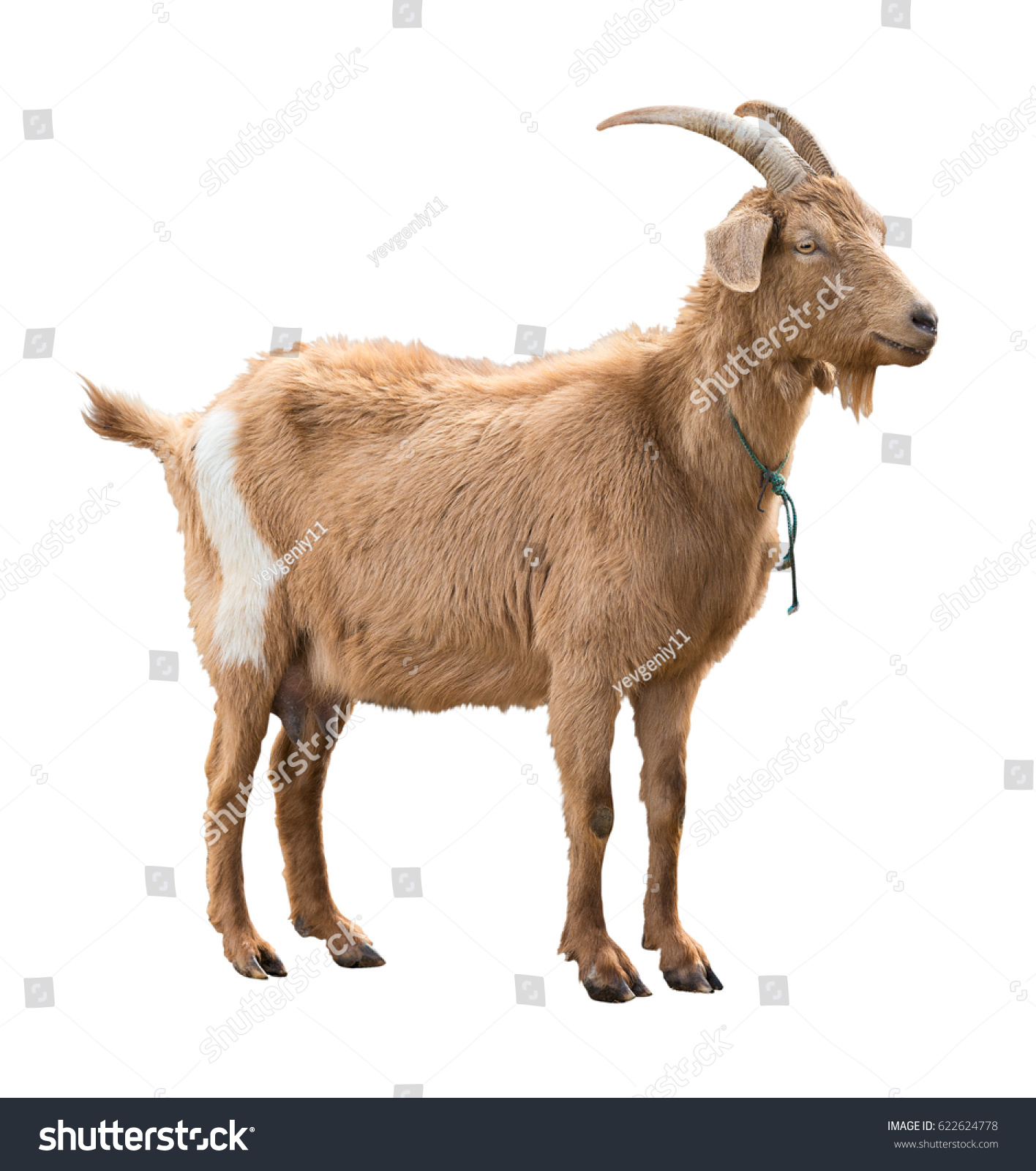 Adult red goat with horns and milk udder. Isolated #622624778