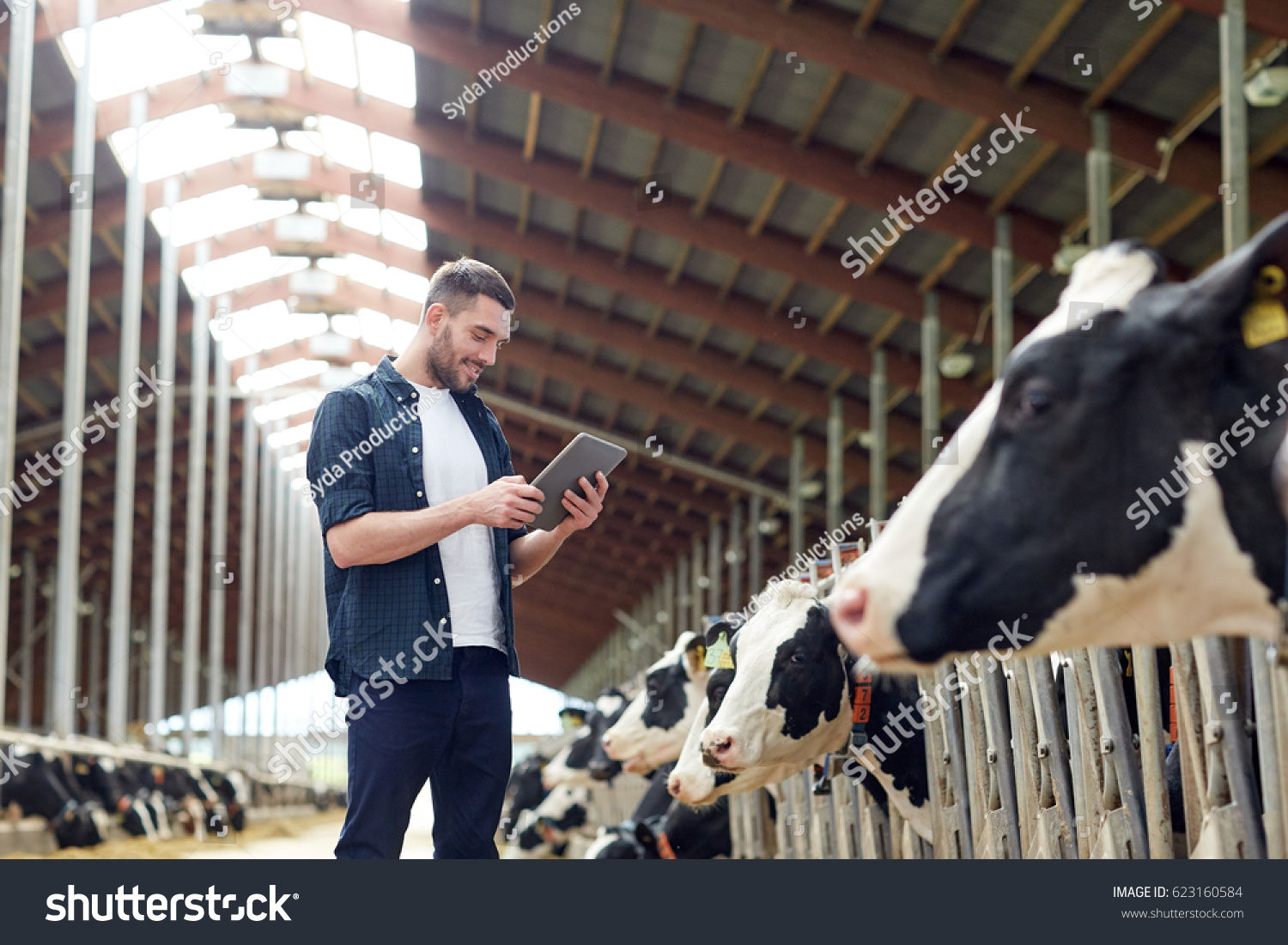 agriculture industry, farming, people, technology and animal husbandry concept - young man or farmer with tablet pc computer and cows in cowshed on dairy farm #623160584