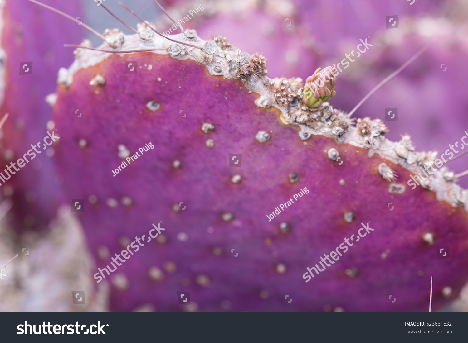 Pink cactus heart shaped with spikes close up #623631632